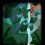 dm_rainforest